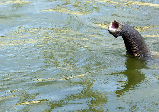 Twycross, UK: An elephant cools down in a pool at the zoo