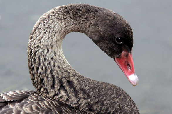 Beijing, China: A rare black swan amongst the reeds of a lake at the Old Summer Palace