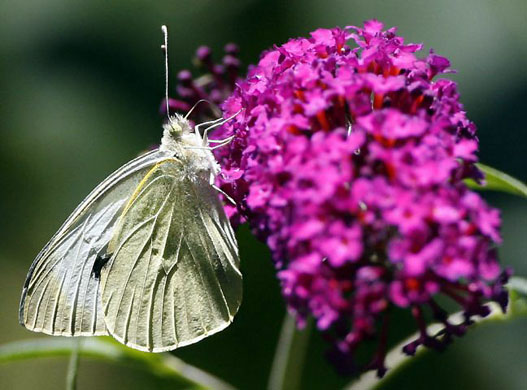 Nuremberg, Germany: A butterfly sits on a blossom