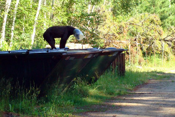 Minnesota, US: A wild black bear whose head got stuck inside a plastic jug