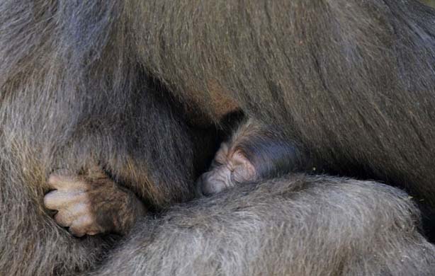 New born gorilla