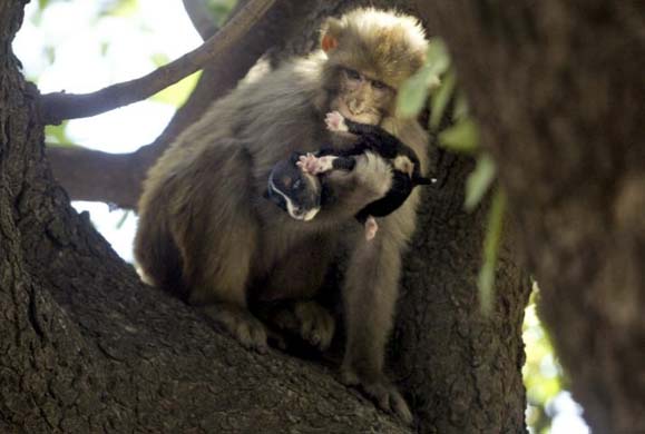 Female monkey adopting puppy