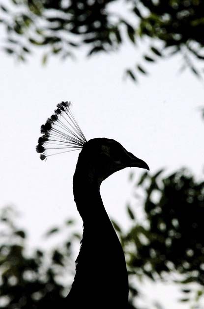Peacock: New Delhi