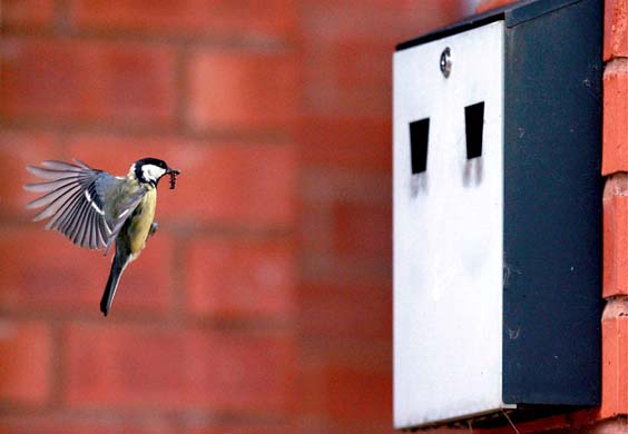 Nesting great tits: UK