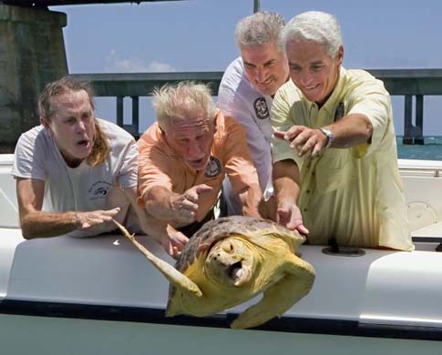 Released loggerhead sea turtle: Florida