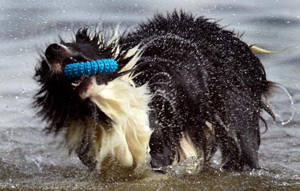 Dog playing in the sea: Germany