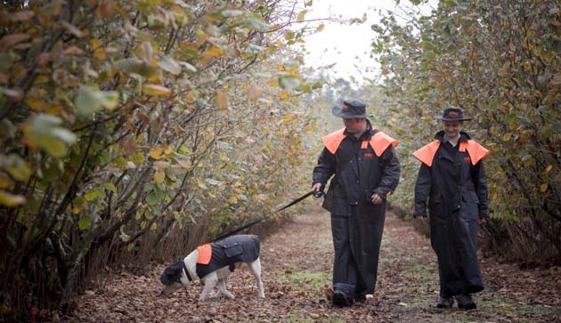 Dog truffle hunting: Australia