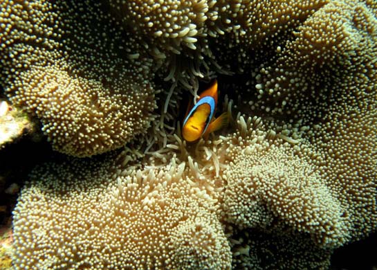 Fish and coral reefs: Obhor coast