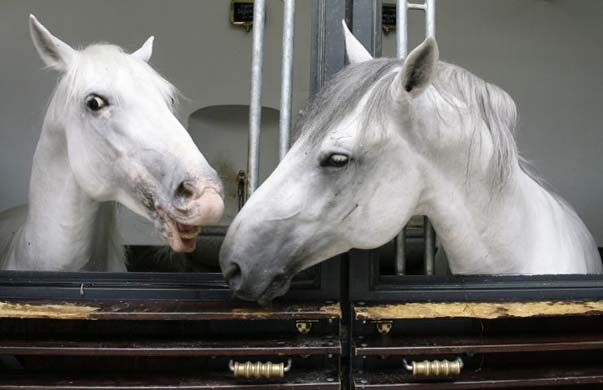 Two Lipizzaner horses