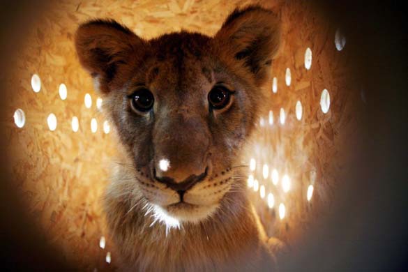 Lion cub: Braila city Zoo