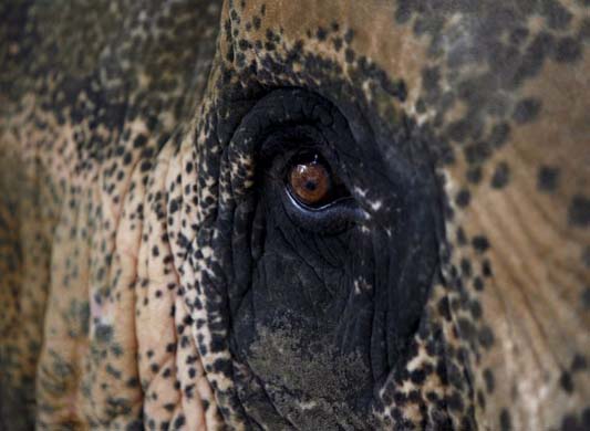 Detail: Elephant eye