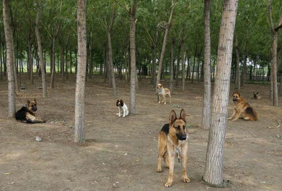 Rescue dogs: Olympic team