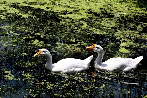 Swans swim in polluted lake: Srinagar