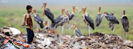 Adjutant Storks: Guwahati