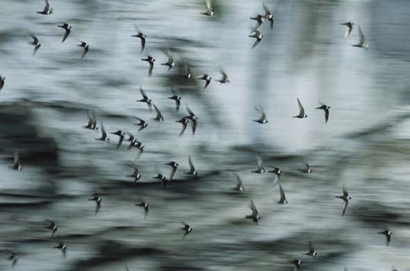 Swifts: In flight