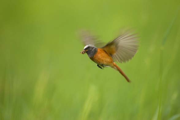 Redstart