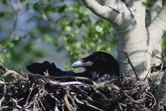 Raven nesting