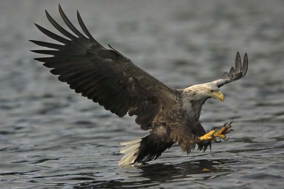 White tailed eagle