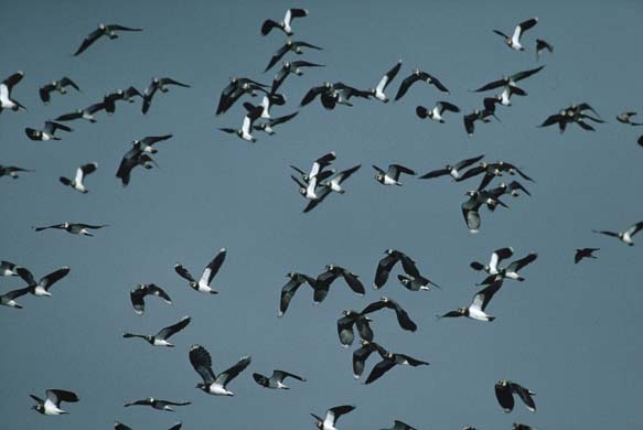 Lapwing spring display