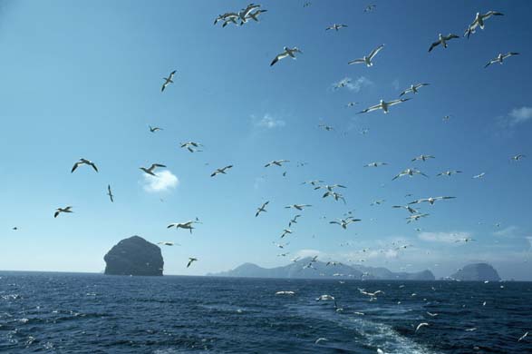 Gannets, St Kilda