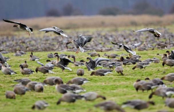 Pink footed geese, Norfolk