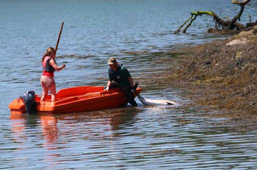 Stranded dolphins