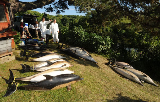 Several dead dolphins on the bank of the Percuil river, near Falmouth