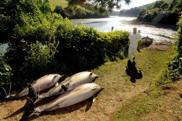 Several dead dolphins on the bank of the Percuil river, near Falmouth