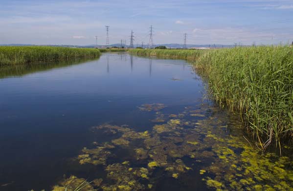 Newport wetlands