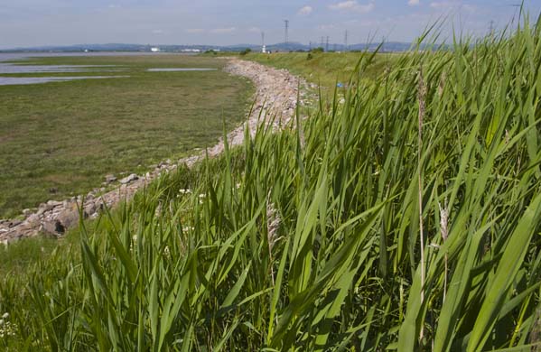 Reeds grow along the Newport wetlands foreshore