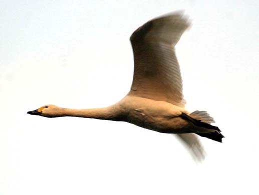 Bewick swan