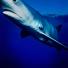 Blue shark