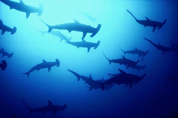Hammerhead sharks