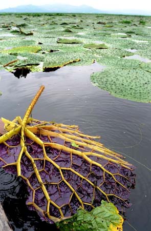 A giant water lily