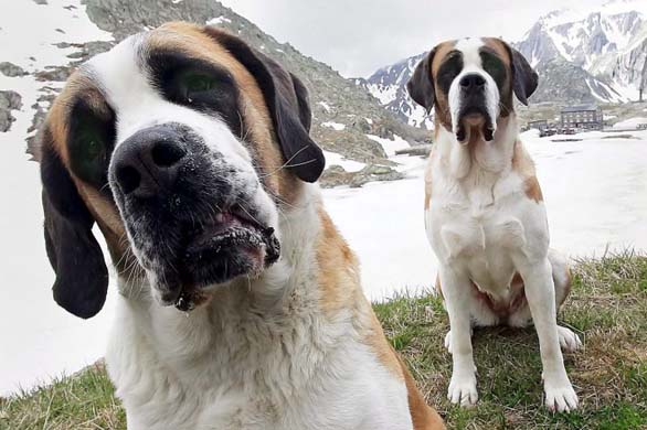 St Bernard dogs