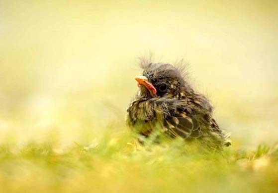 Baby bird