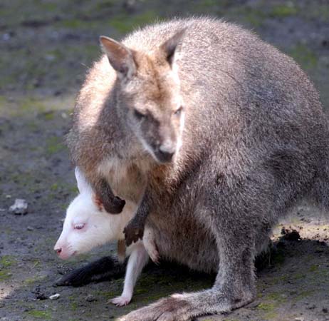 An Albino kangaroo
