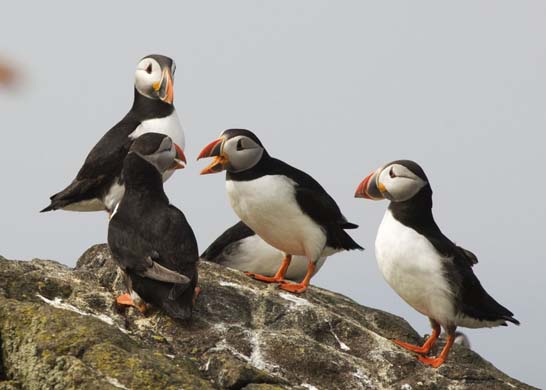 Puffins on Isle of May