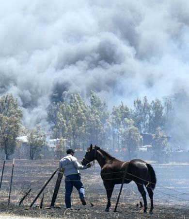 Horse  saved from fire