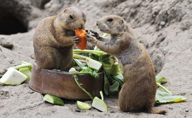 Two black-tailed prairie dogs