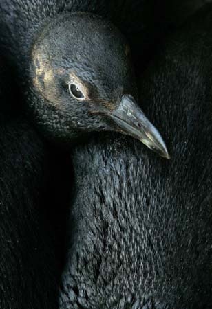 Penguins covered in oil