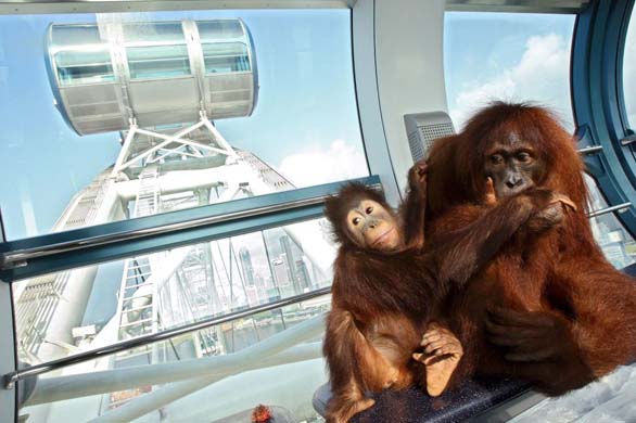 Orang-utans in Singapore