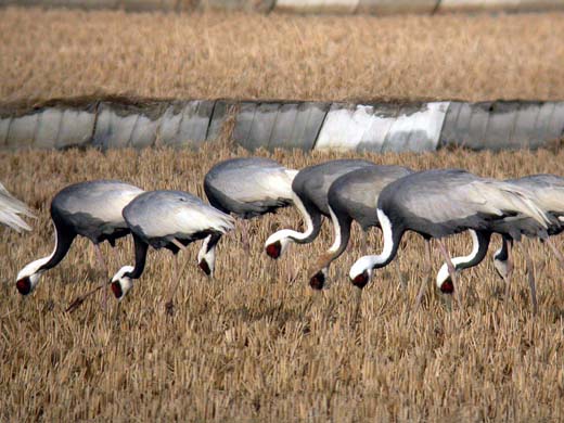 White-naped cranes