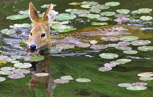 A moose swimming in the DMZ