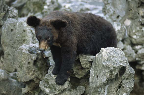 Asiatic black bear