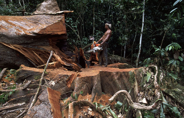 Logging in the Congo