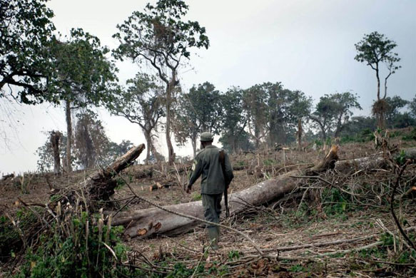 A Congolese park guard wanders through the wreckage of a recently destroyed section of Virunga National Park