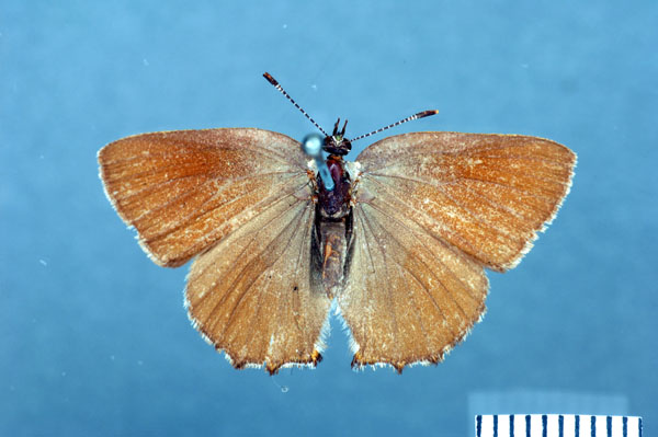 The green hairstreak