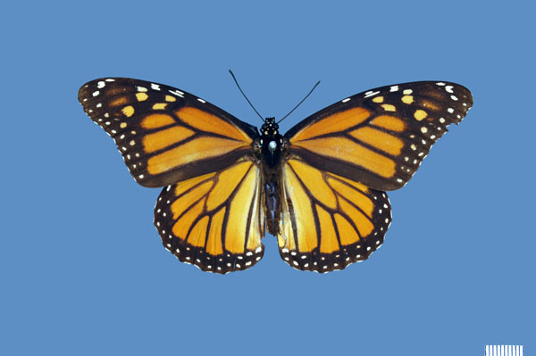 The American monarch