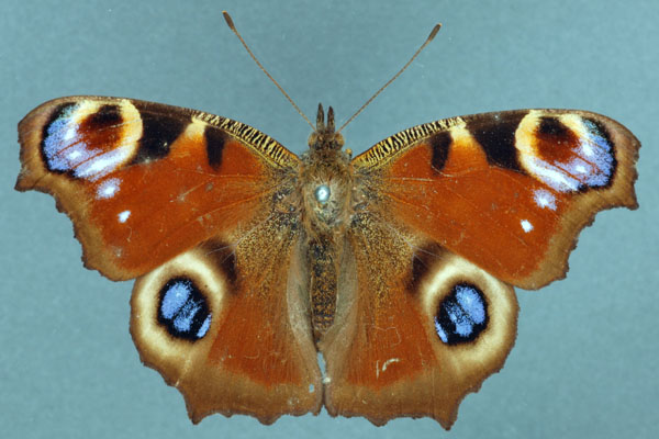 Peacock butterfly